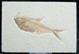 Diplomystus Fossil Fish - Wyoming #7569-1